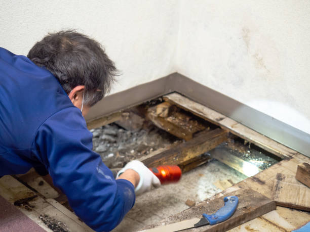 Terra Bella, CA Mold Removal Company