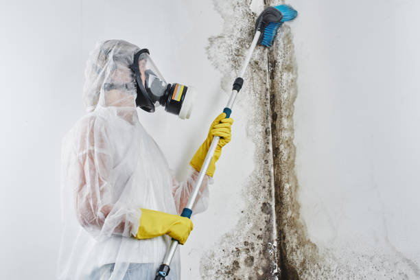Best Mold Removal Company Near Me  in Terra Bella, CA