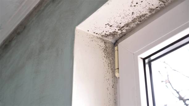 Certified Mold Removal in Terra Bella, CA