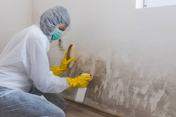 Mold Removal Process in Terra Bella, CA