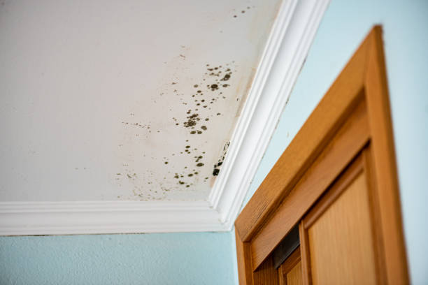 Best Same-Day Mold Removal  in Terra Bella, CA