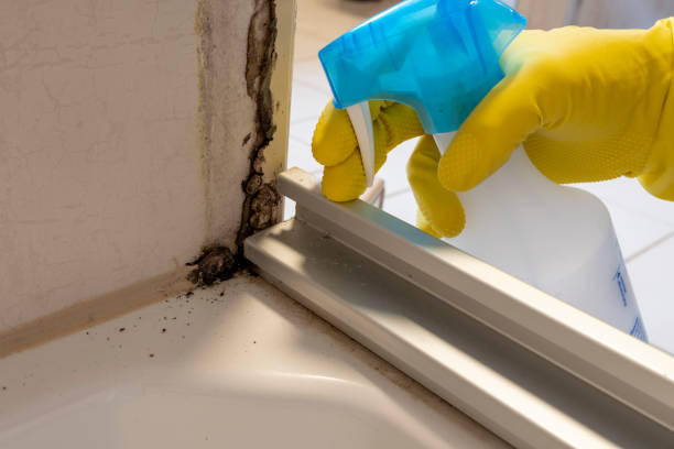 Best Mold Damage Repair  in Terra Bella, CA