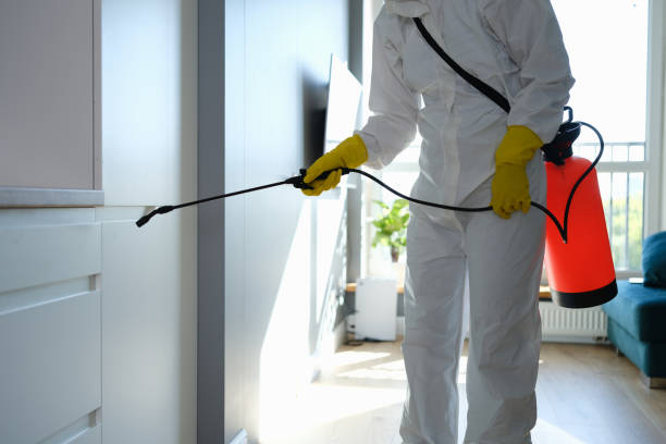 Best Black Mold Removal  in Terra Bella, CA