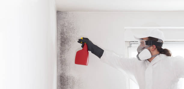 Best Commercial Mold Removal  in Terra Bella, CA