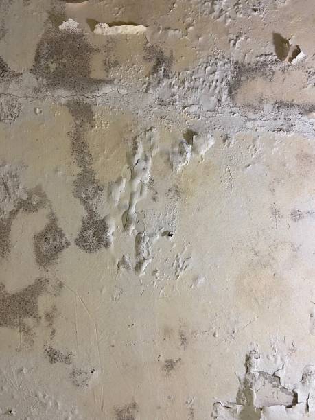 Best Mold Testing  in Terra Bella, CA