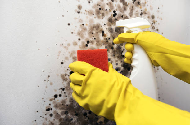 Best Toxic Mold Removal  in Terra Bella, CA