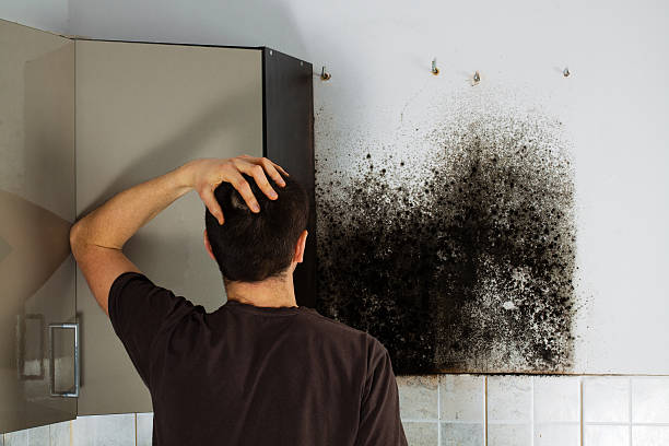 Best Affordable Mold Removal  in Terra Bella, CA