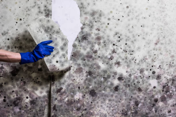 Best Professional Mold Removal  in Terra Bella, CA